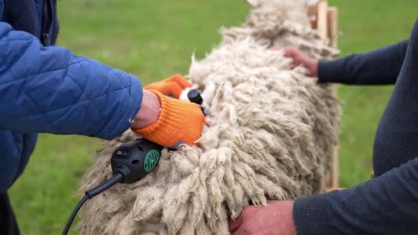 人剪羊毛 剪毛的过程 剪毛时剪毛的过程 电动专业羊手动剪毛机 — 图库视频影像