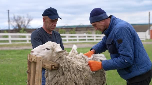 农场工人剪羊毛 人们在农场里用一种特殊的设备剪羊毛 羊毛生产 — 图库视频影像