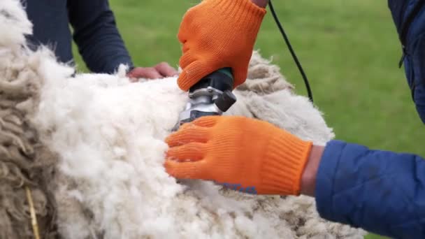 羊毛的切割工艺 农场工人用专业的电动剪毛机剪羊 后续行动 — 图库视频影像