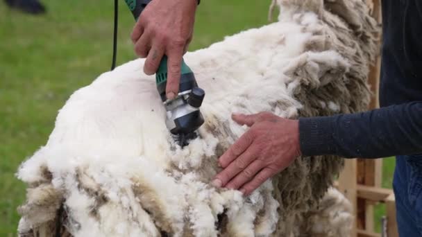 在农场上剪羊 软羊毛是用一种特殊的剪羊毛设备切割的 农民们正在室外割羊毛 — 图库视频影像