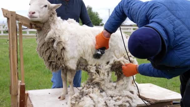 电动机器剪羊毛 专业农民为羊毛生产而剪羊毛 农业企业 — 图库视频影像