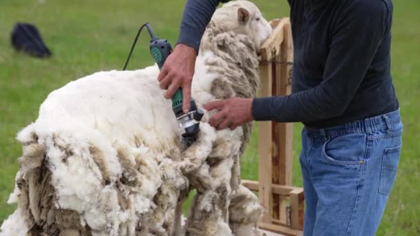 工人剪羊毛漂亮的羊 农夫用电动剪子剪羊毛 软生态羊毛的生产 — 图库视频影像