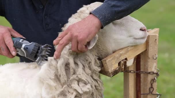剪毛机 用电剪子剪羊的工人 美丽的羊静静地站在那里 羊毛被农夫割破了 后续行动 — 图库视频影像