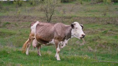 Süt ineği otluyor. Baharda çayırdaki kahverengi beyaz inek. Otlaktaki güzel süt ineği. Süt sığırı otlağı.