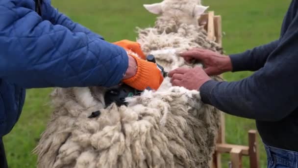 剪羊毛的过程 农民们在户外用电动机器把家畜毛剪下来 生态羊毛生产 — 图库视频影像