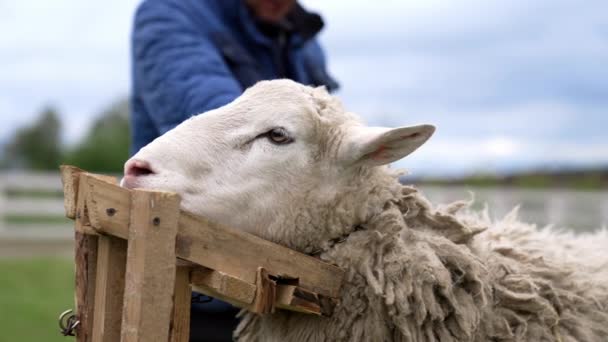 农场里被捆起来的羊的脸剪羊毛 美丽的白色动物站在那里剪羊毛 后续行动 — 图库视频影像