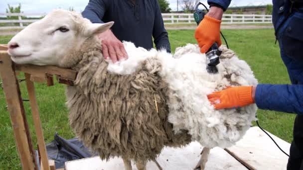 用电动剪子剪毛 男农民在户外的农场剪羊 传统剪羊毛生产生态羊毛 — 图库视频影像