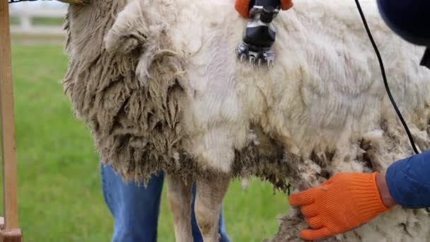 专业切割机剪羊毛 用电切机在农场割羊的过程 农夫在羊身上割毛 后续行动 — 图库视频影像