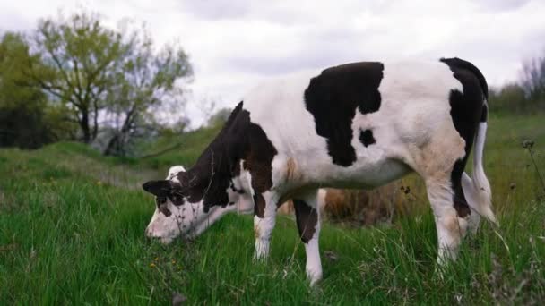 白牛犊和黑牛犊在牧场上吃草 神奇的小母牛在美丽的绿色草地上吃草 — 图库视频影像