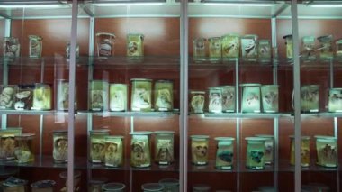 Anatomik müzede büyük bir insan organı koleksiyonu. Raflarda formaldehit içinde muhafaza edilen iç organların farklı parçaları. Bilimsel eğitim.