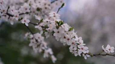 İlkbaharda kiraz çiçeği. Gri arka planda çiçek açan bir ağacın beyaz çiçekleri. Daldaki güzel beyaz çiçekler. Yakın plan..