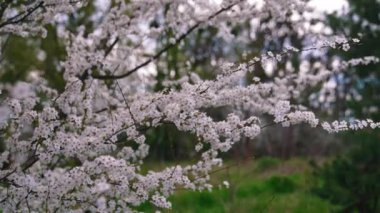 İlkbaharda güzel doğa. Beyaz çiçekli çiçek ağacı. Yeşil doğanın arasında kiraz ağacının çiçekli dalları.