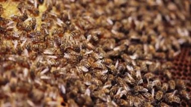 Arılar bir çerçeve üzerinde toplanır ve toplanırlar. Bal peteğinde sürünen bal böcekleri. Arılar bal peteği üzerinde çalışıyor. Makro çekim.