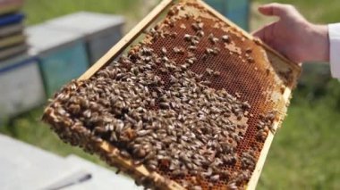 Çerçevede gezinen bal arıları. Apiaristin elinde çerçeveyle bal yapan arılar var. Arı yetiştiricisinin elinde çerçeveler. Yakın plan..