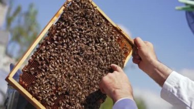 Arıcı çıplak elle arılara dokunuyor. Arı avucunun içinde bal çerçevesi. Apiculture süreci. Yakın plan..