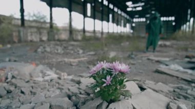 Taşlarda büyüyen çiçekler. Koruyucu giysili bir adamın arka planındaki terk edilmiş yerde güzel hayatta kalma çiçekleri. Radyasyon bölgesi.