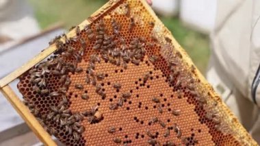 Arı yetiştiricisinin elinde bal çerçevesi. Apiarist, üzerinde arıların çalıştığı çerçeveyi tutuyor. Arı çiftçisi arıları inceliyor. Yakın plan. Apiary kavramı.