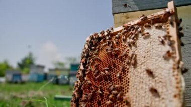 Arılı bal peteği, ahşap kovanın yanında. Bal arıları çerçevede arı ekmeğiyle bal hücresi yapıyorlar. Meşgul arılar organik bal üretir.