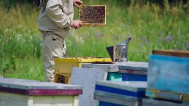 Arı kovanındaki arıları inceleyen profesyonel bir arıcı. Arılarla ilgilenen koruyucu elbiseli arı ustası. Apiarist yazın balı kontrol ediyor..