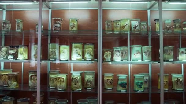 Большая Коллекция Человеческих Органов Анатомическом Музее Различные Части Внутренних Органов — стоковое видео