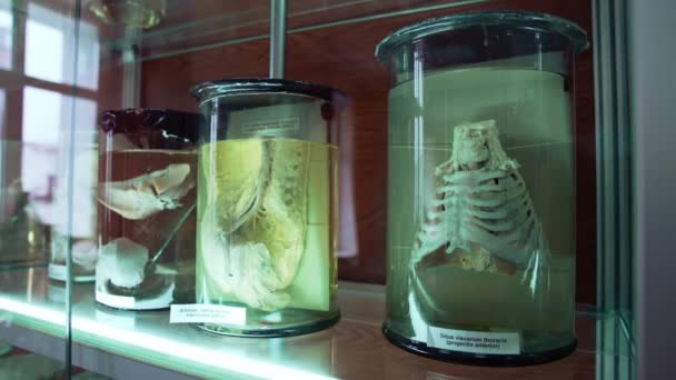 Внутренние Органы Человека Медицинском Музее Анатомические Органы Стеклянных Трубах Формальдегидом — стоковое видео