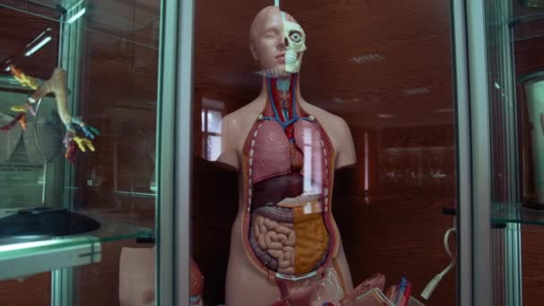 Образцы Анатомическом Музее Пластиковый Манекен Человека Внутренними Частями Органы Человека — стоковое видео
