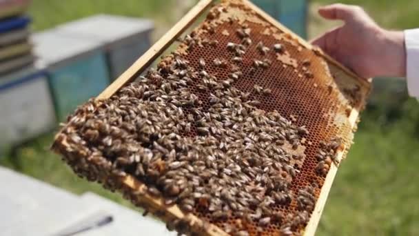 Lebah Madu Merangkak Atas Bingkai Bingkai Memegang Apiarist Dengan Lebah — Stok Video