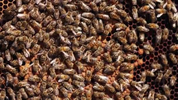 蜜蜂在一个框架上爬来爬去 蜜蜂把蜂蜜装进蜂窝里 忙着工作的蜜蜂 后续行动 — 图库视频影像