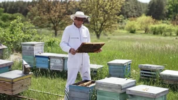 Пчеловод Белом Защитном Костюме Осматривает Пчел Профессиональный Пасечник Держит Раму — стоковое видео