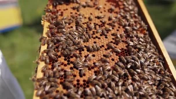 Marco Abejas Con Panales Insectos Miel Trabajando Panal Apicultura Orgánica — Vídeos de Stock