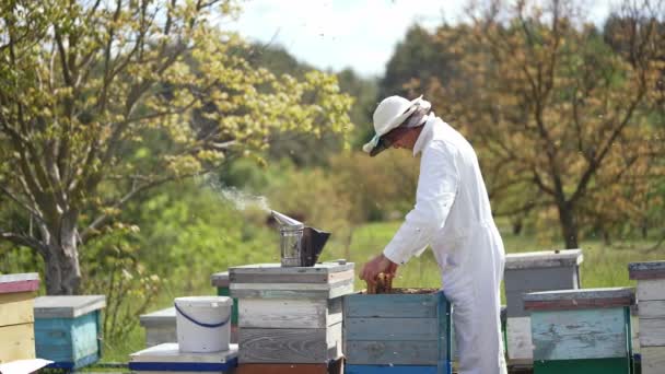 Органическое Пчеловодство Профессиональный Пчеловод Белом Костюме Защитной Шляпе Осматривающий Пчёл — стоковое видео