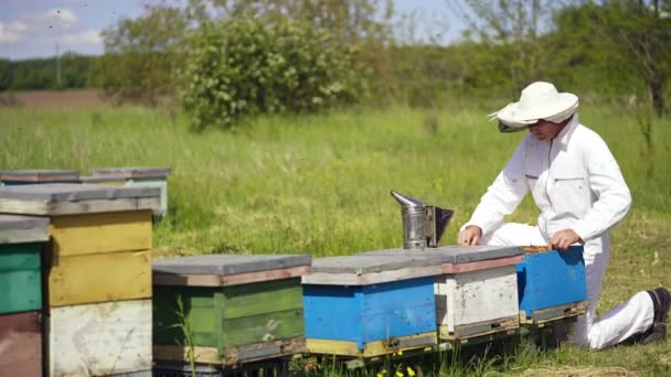夏天蜜蜂飞过蜂窝 蚜虫学家在一个框架上检查蜜蜂 并把它放进蜂箱 专业养蜂人在大自然中从事养蜂业 — 图库视频影像