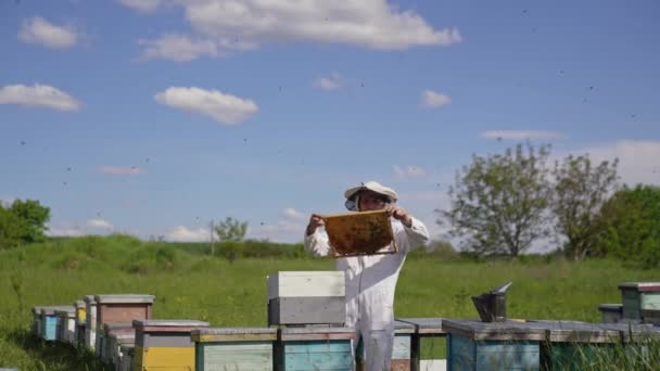 养蜂人取出装有蜂蜜的框架用于收割 在木制蜂箱附近工作的蚜虫 有着美丽的夏季自然背景 — 图库视频影像