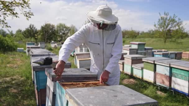 蚜虫学家从蜂房取出蜂窝的框架 穿着白衣 头戴帽子的专业养蜂人在夏天的大自然中工作 — 图库视频影像