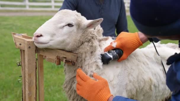 生态羊毛正在从羊身上切断 漂亮的羊站在农场上 农夫用电动剪子割毛 — 图库视频影像