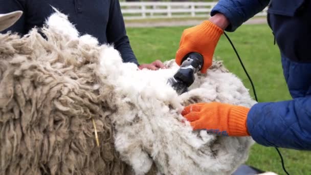 Ovce Stříhá Farmář Elektrický Clipper Řezání Vlny Dospělých Ovcí Farmě — Stock video