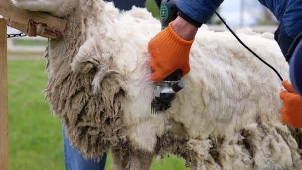 在农场里用电动剪毛机剪毛的过程 农夫剪羊毛 毛的生产 — 图库视频影像
