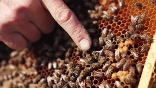 ハチの間で子宮を示すアペルニストの手 ミツバチはハニカムに取り組んでいる ミツバチでいっぱいのフレームクロールとフラットウィング クローズアップ — ストック動画