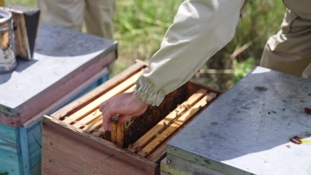 养蜂人的团队合作 蚜虫学家从蜂箱中取出一帧蜜蜂 并在摄像机前展示 养蜂人在养蜂场工作 后续行动 — 图库视频影像