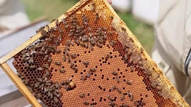 Honinglijst Handen Van Imker Apiarist Holding Frame Met Bijen Die — Stockvideo