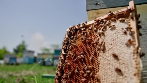 Arılı Bal Peteği Ahşap Kovanın Yanında Bal Arıları Çerçevede Arı — Stok video
