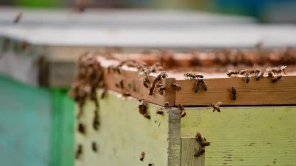 Μέλισσες Μια Ξύλινη Κυψέλη Μέλισσες Πετούν Και Σέρνονται Μια Κυψέλη — Αρχείο Βίντεο