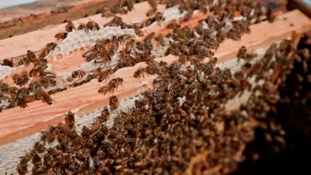 Рой Пчёл Работающих Улье Занятые Пчелы Упаковывают Медовые Соты Пчелиным — стоковое видео