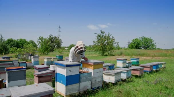 Ahşap Arı Kovanlarının Yanında Çalışan Bir Apiarist Arılar Arıların Üzerinde — Stok video