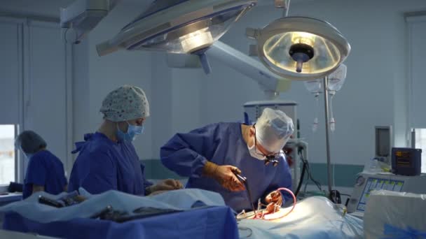 演劇の専門医およびアシスタント 外科医と看護師が現代の診療所で手術器具を使用して患者に手術を行う — ストック動画