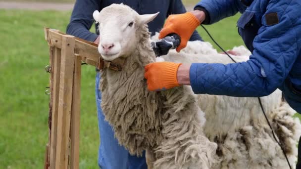 剪切机剪羊毛的羊 农夫在室外用电剪剪羊 一只漂亮的羊静静地站在农场上 — 图库视频影像