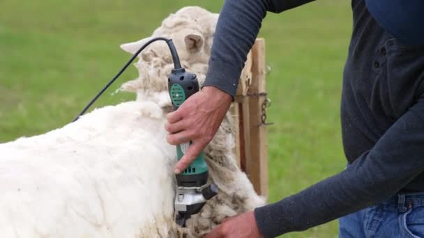 Традиционное Стрижение Овец Летом Фермер Стрижет Белую Овцу Электрическим Клиппером — стоковое видео