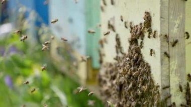 Kovan girişinin yakınında arı sürüsü. Arılar tahta bir arı kovanına sıkışmış. Birçok bal arısı kovan etrafında uçuyor ve sürünüyor. Yakın plan..