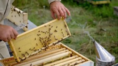 Apiculture süreci. Arıcının elinde yeni bir çerçeve. Apiarist arıları ahşap bir arı kovanında inceliyor. Arı yetiştiricisi çerçevelerle çalışırken kovanda sigara içen kişi.