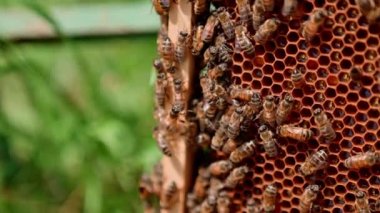 Arılar karede emekliyor. Bal peteğinde organik bal. Bal arıları bal hücreleri üzerinde bal yapıyor. Bal peteğinde bal böcekleri. Yakın plan..